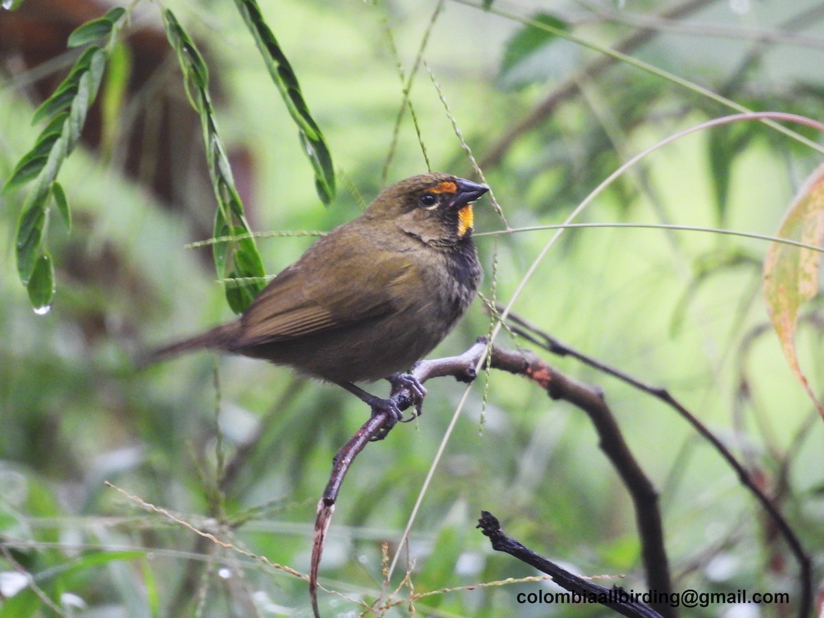 Yellow-faced Grassquit - ML645610858