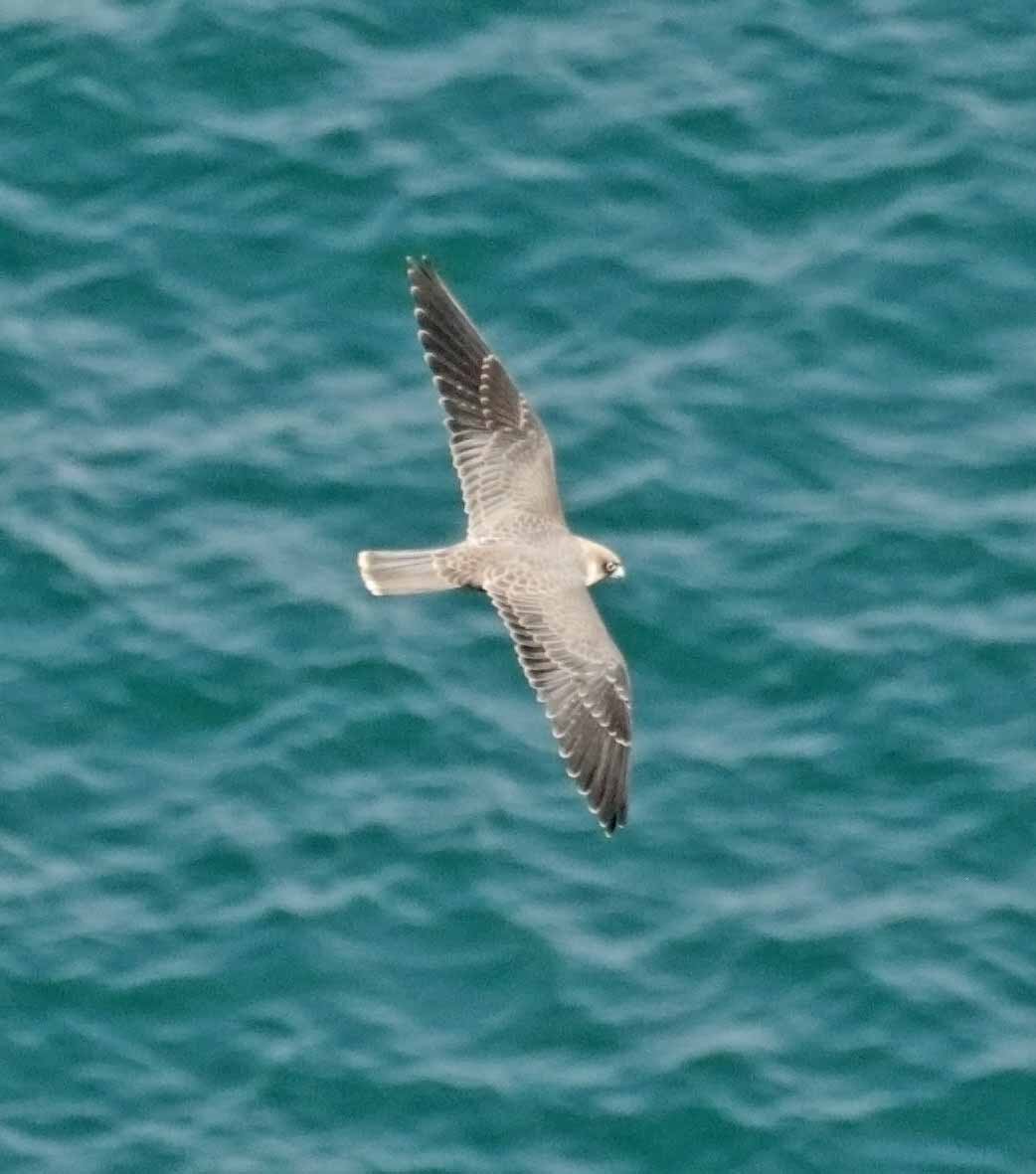 Sooty Falcon - ML645610865