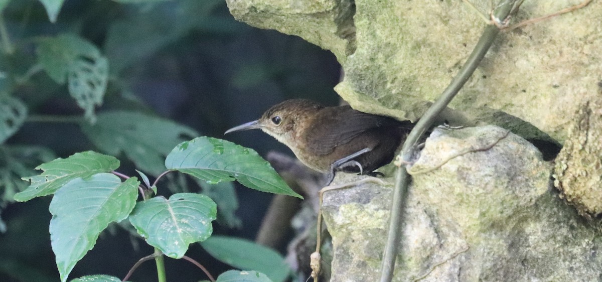 Nava's Wren - ML645610867