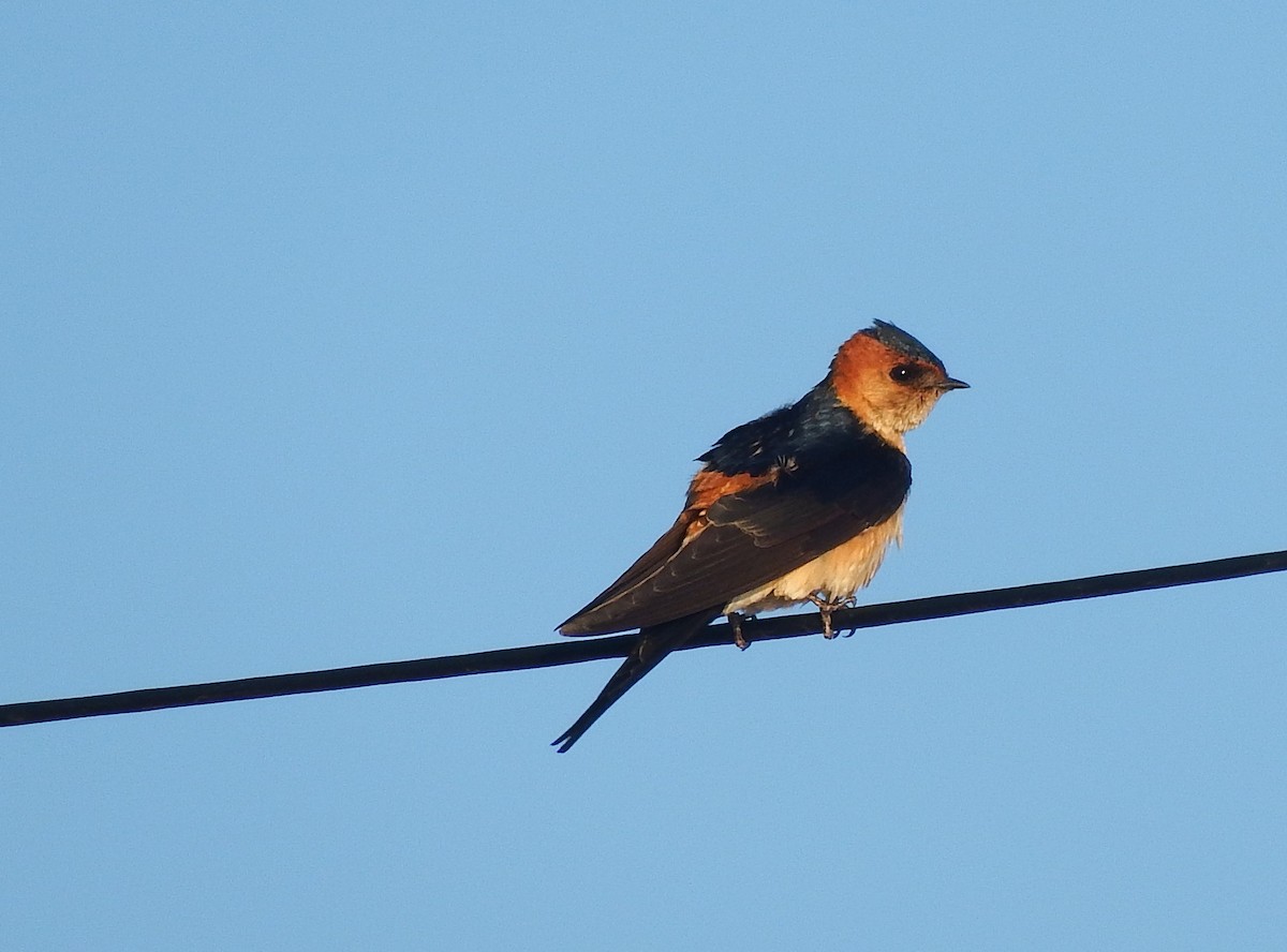 European Red-rumped Swallow - ML645610868