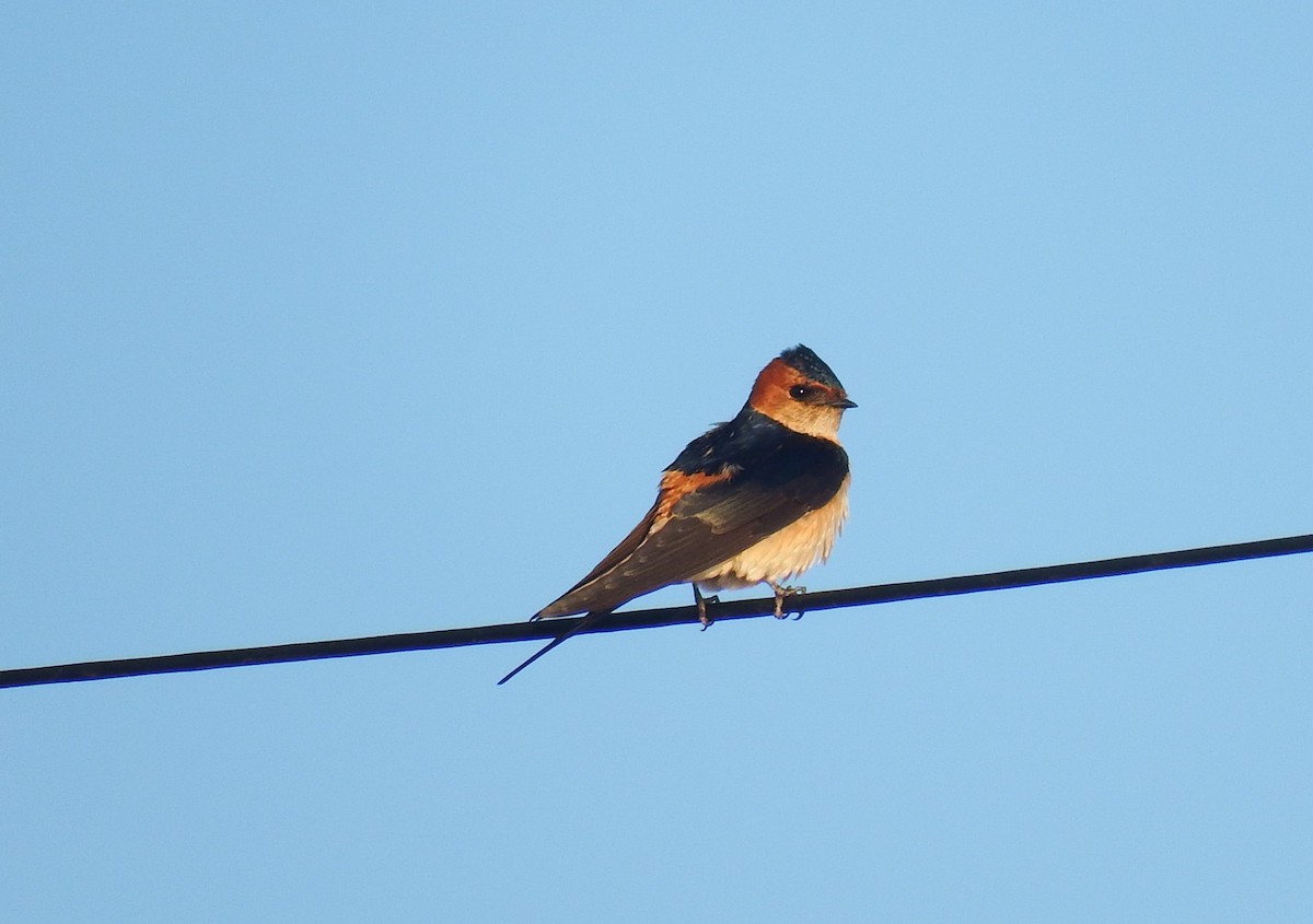 European Red-rumped Swallow - ML645610869