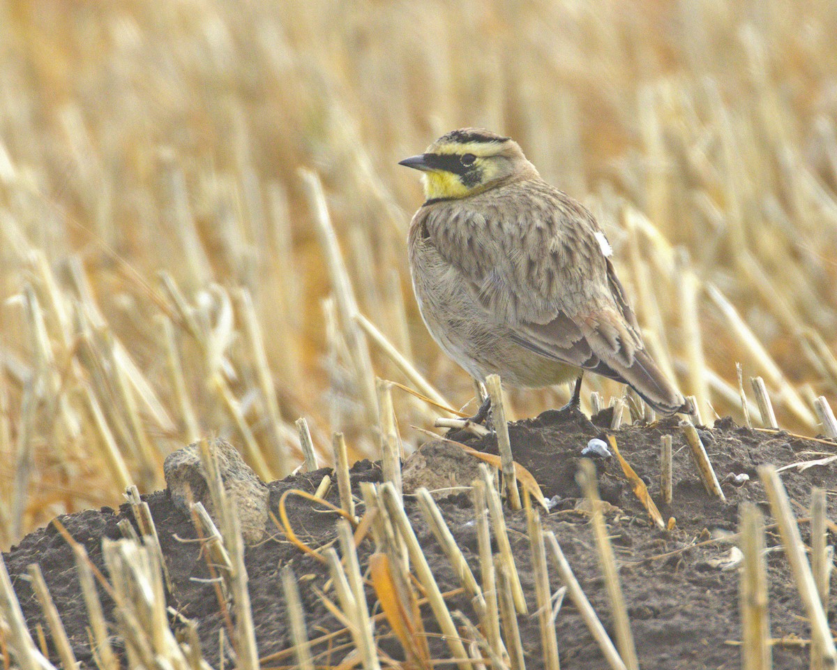 Horned Lark - ML645610876