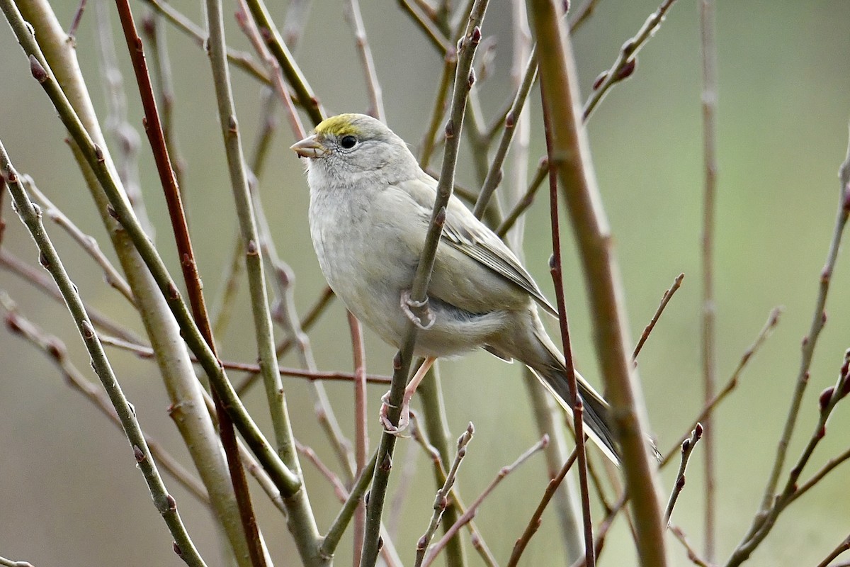 new world sparrow sp. - ML645610877