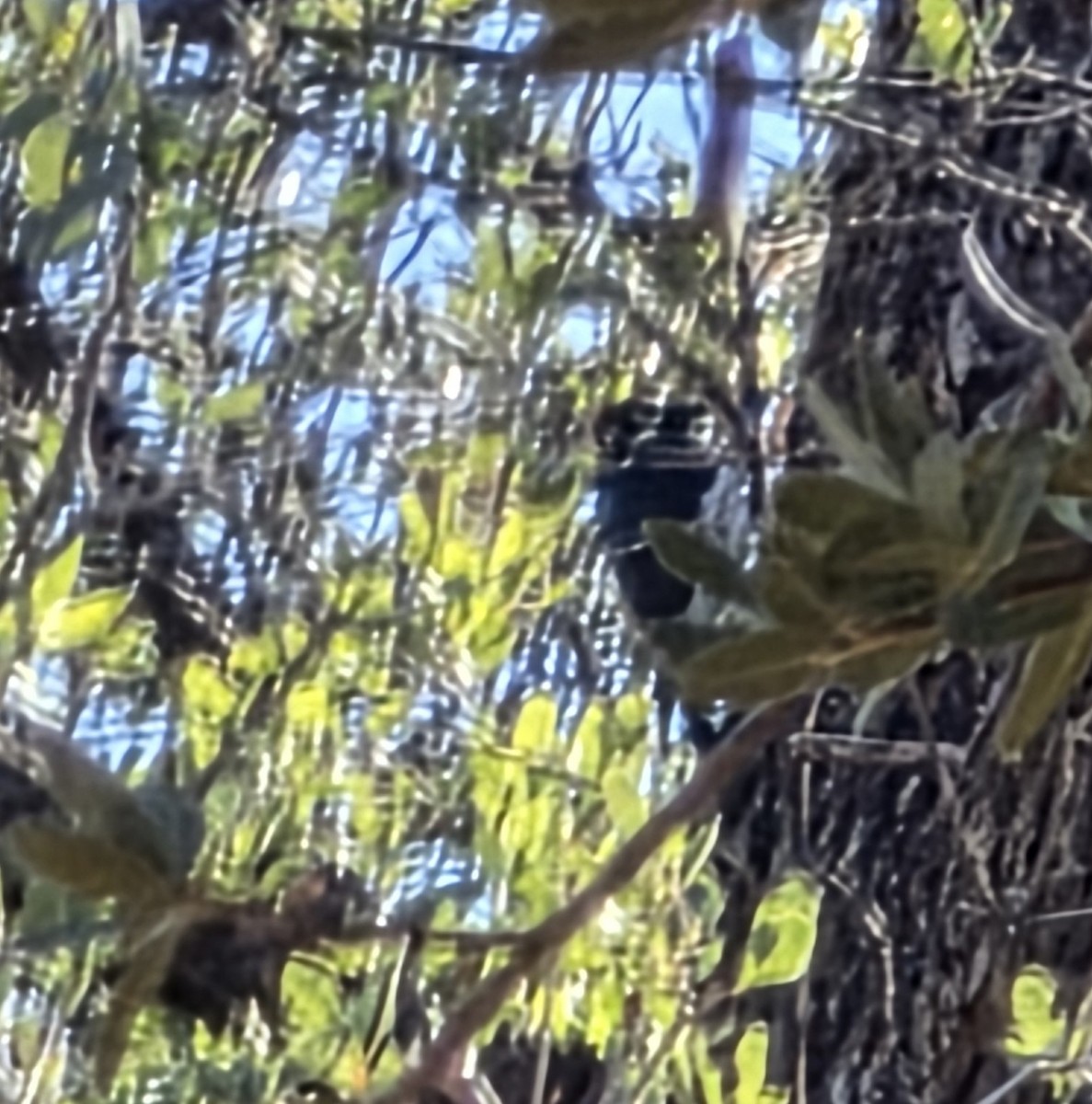 Acorn Woodpecker - ML645610879