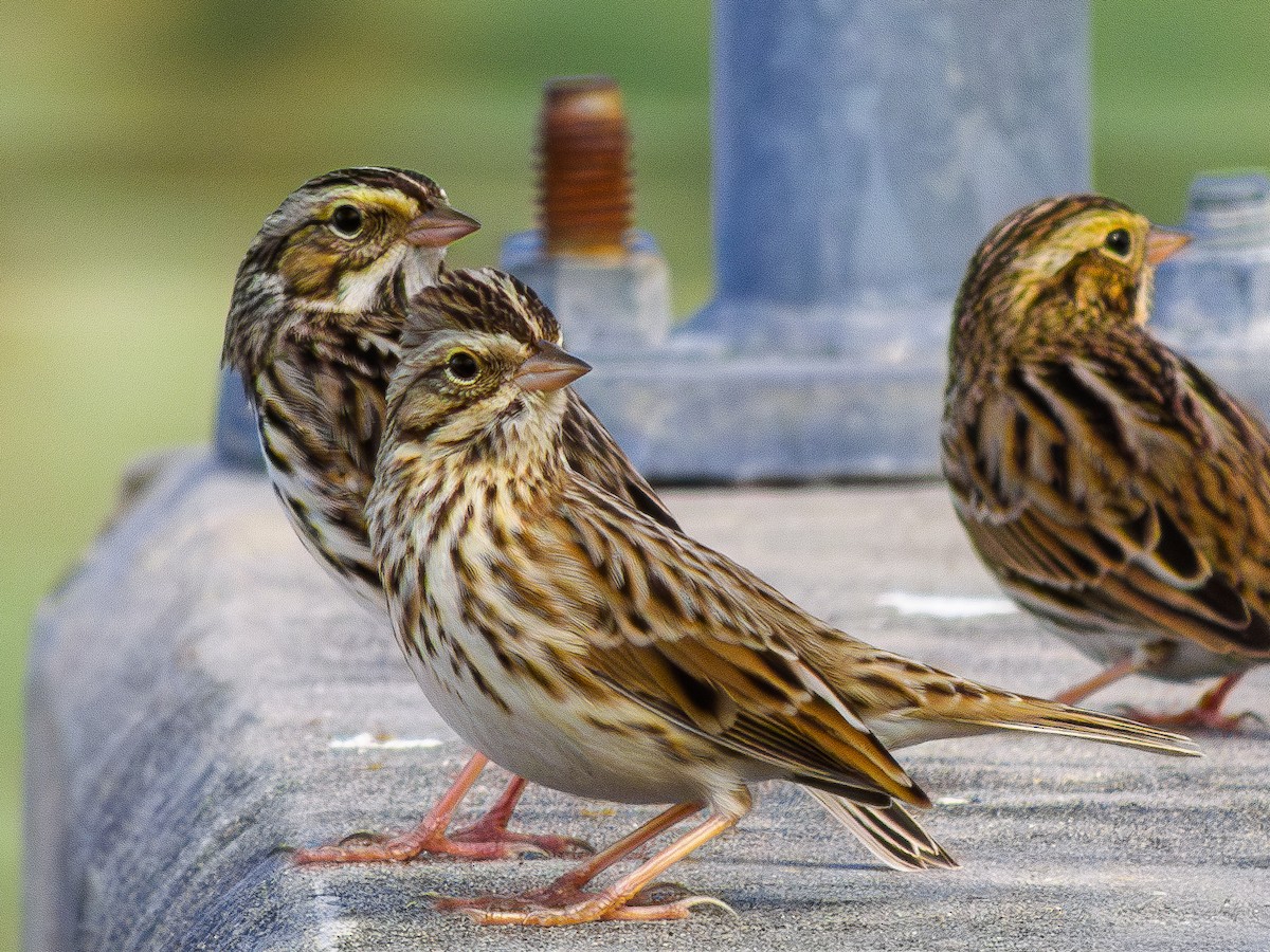 Savannah Sparrow - ML645610885