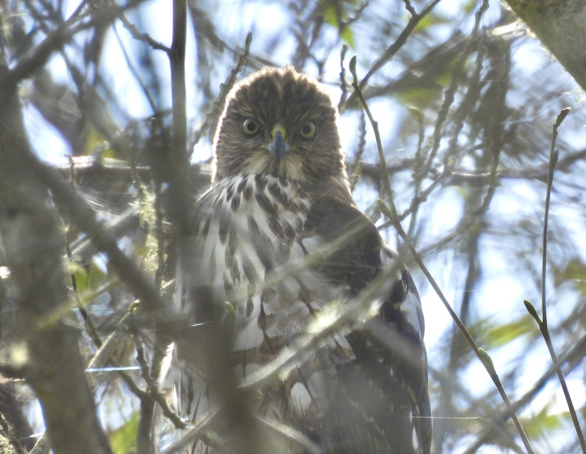 Cooper's Hawk - ML645610886