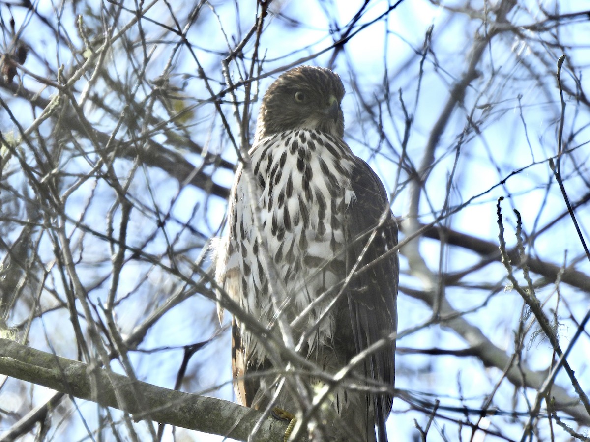 Cooper's Hawk - ML645610887