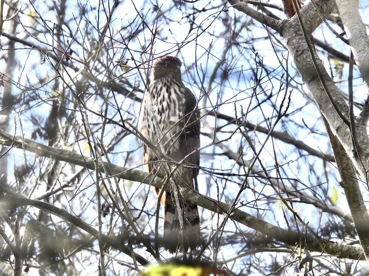 Cooper's Hawk - ML645610888