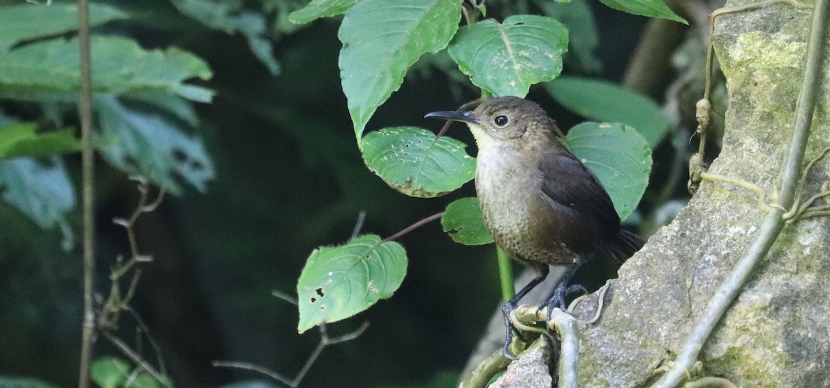 Nava's Wren - ML645610889