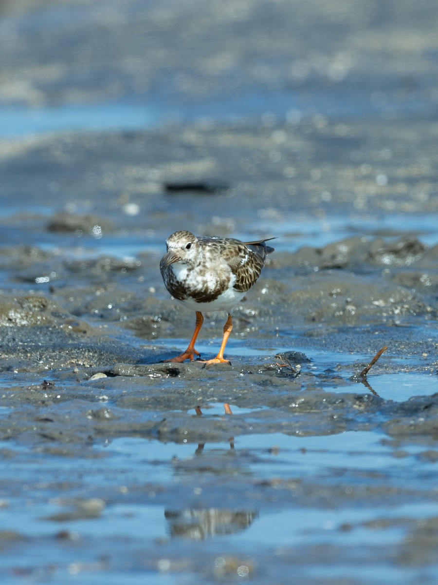ארנריה אדמונית - ML645610892
