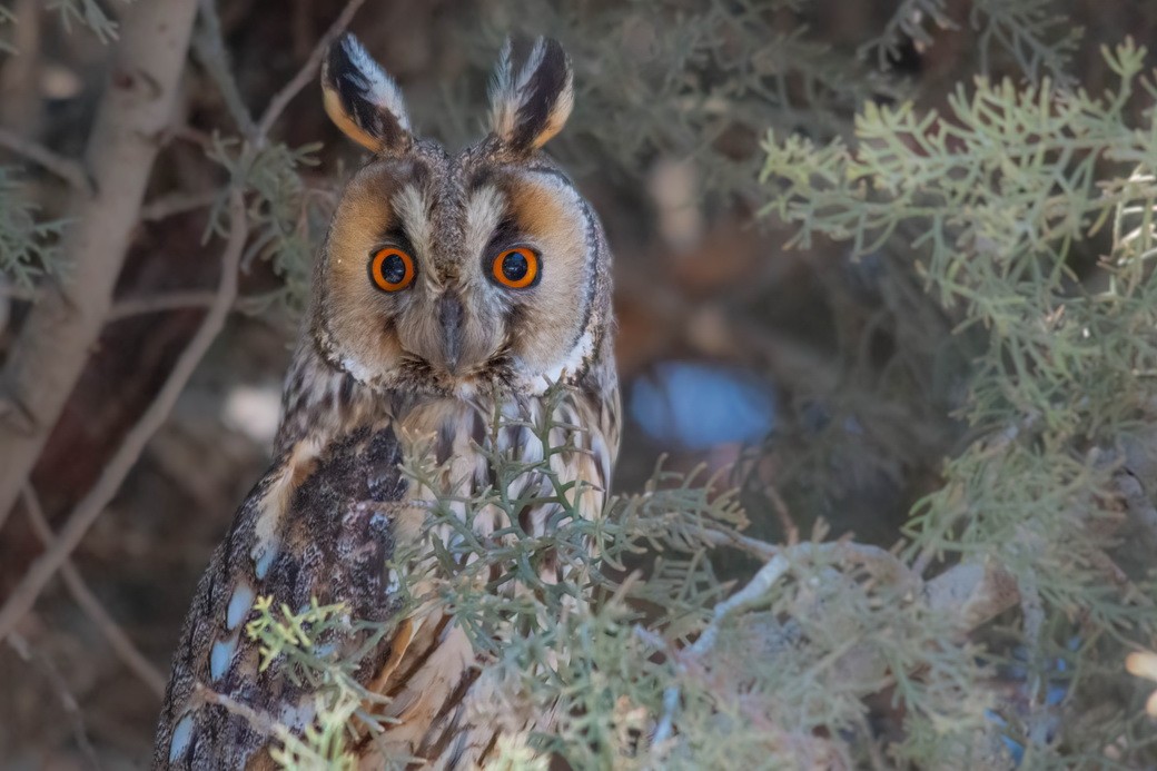 ינשוף עצים - ML645610893
