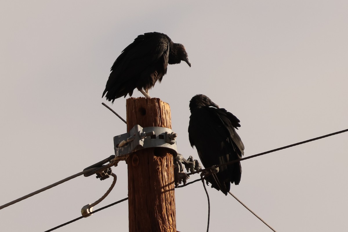 Black Vulture - ML645610894