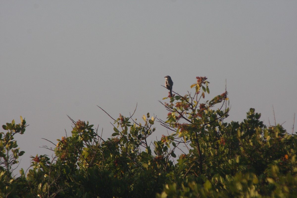 Loggerhead Shrike - ML645610897