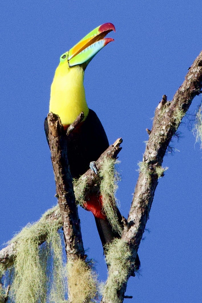 Keel-billed Toucan - ML645610898