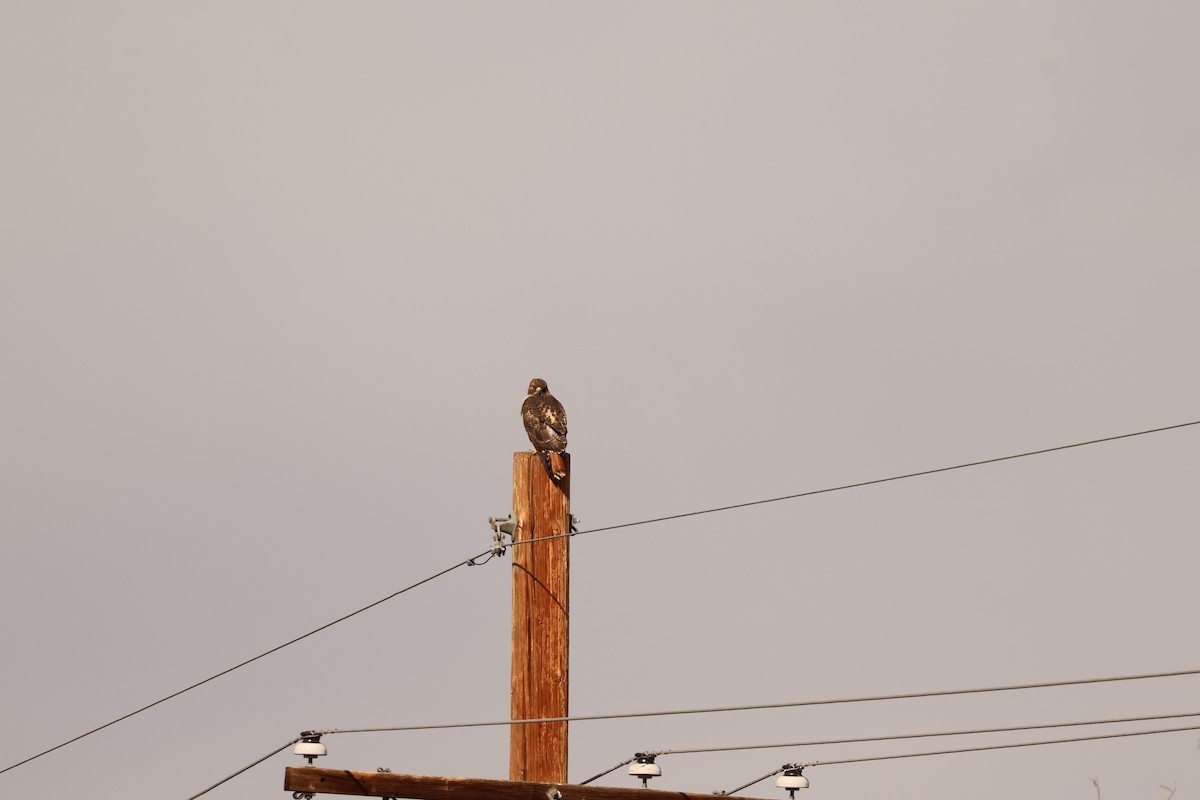 Red-tailed Hawk - ML645610899