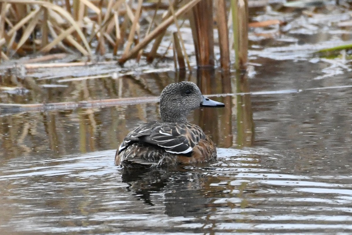 ברווז אמריקני - ML645610901