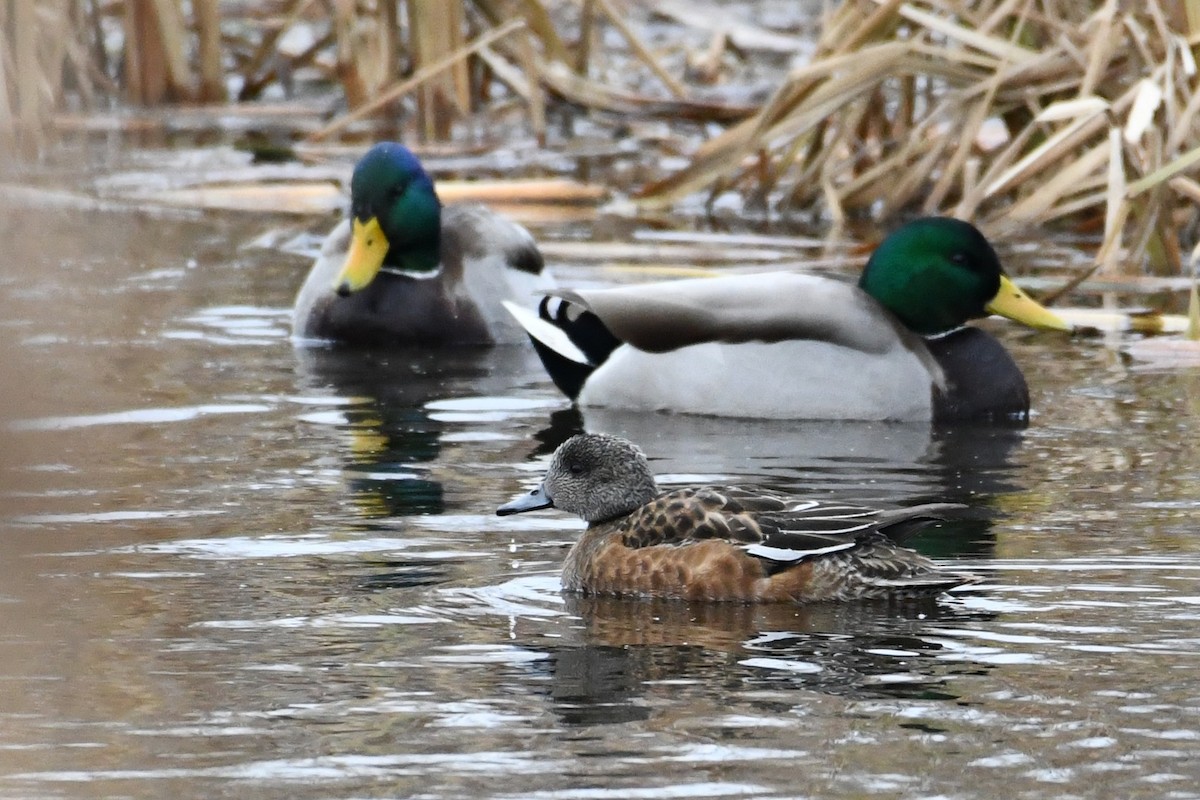 ברווז אמריקני - ML645610902