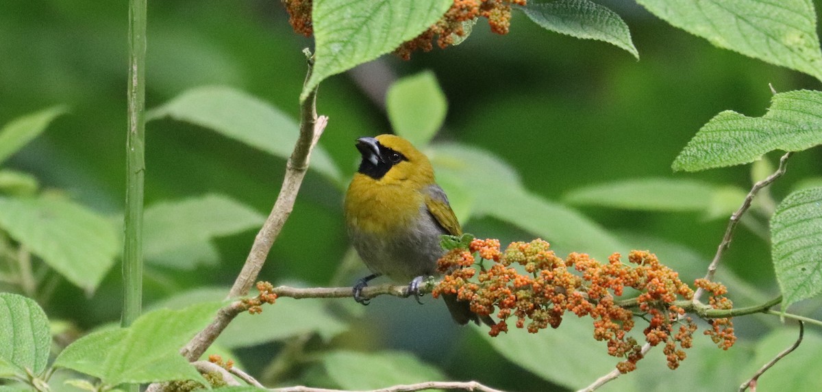 Black-faced Grosbeak - ML645610904