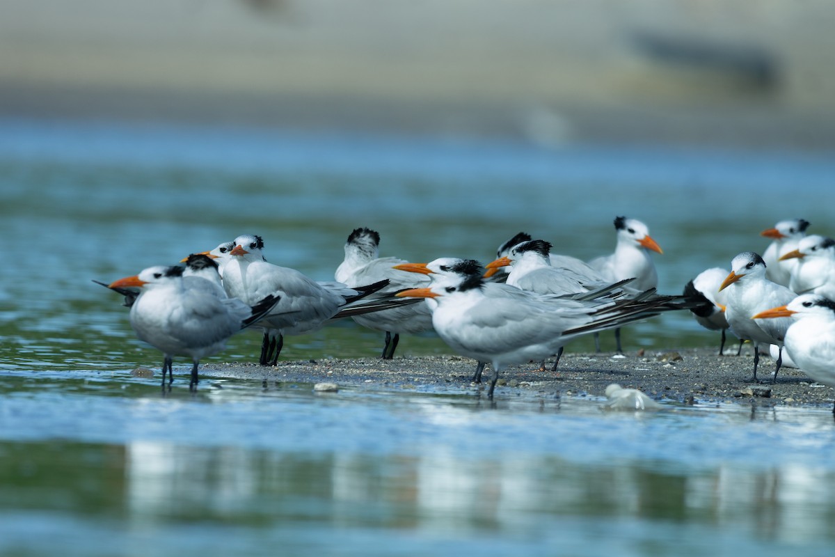 שחפית גדולה - ML645610905