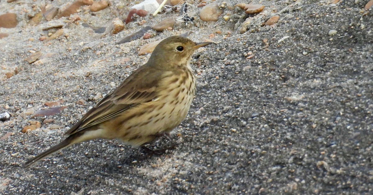 פפיון אמריקני - ML645610906