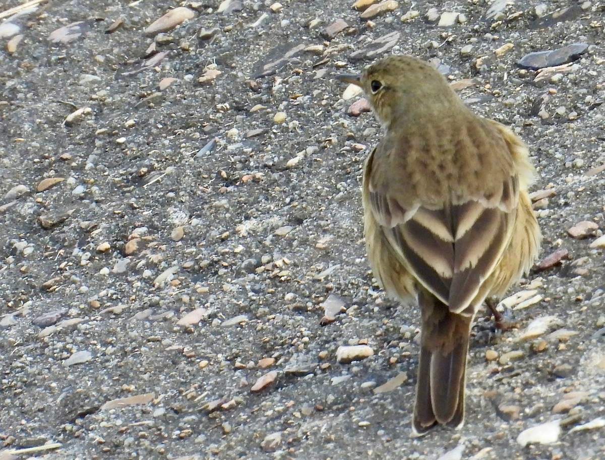 פפיון אמריקני - ML645610907