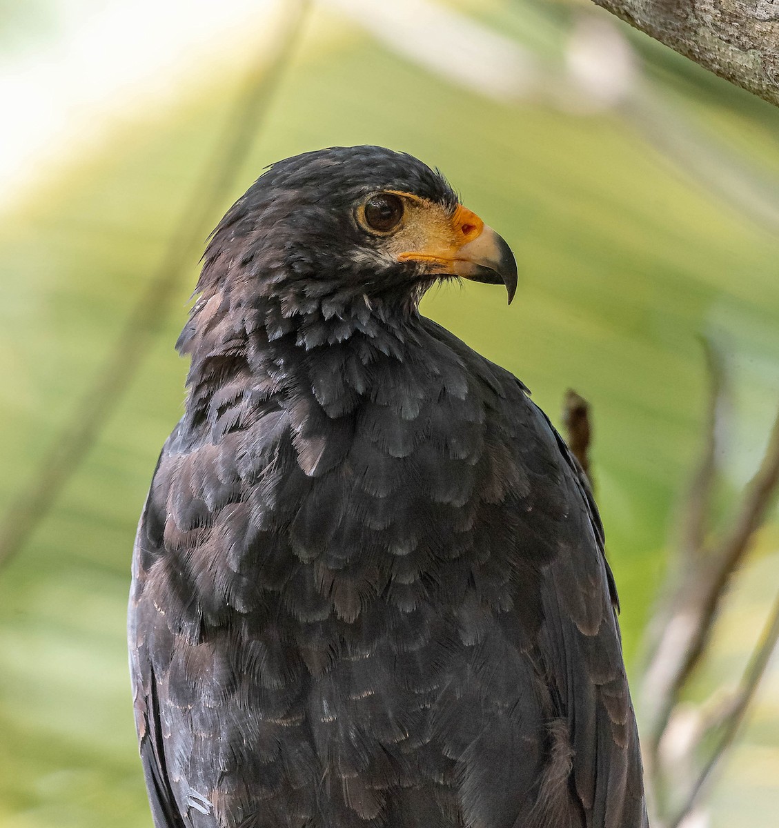 Common Black Hawk - ML645610908
