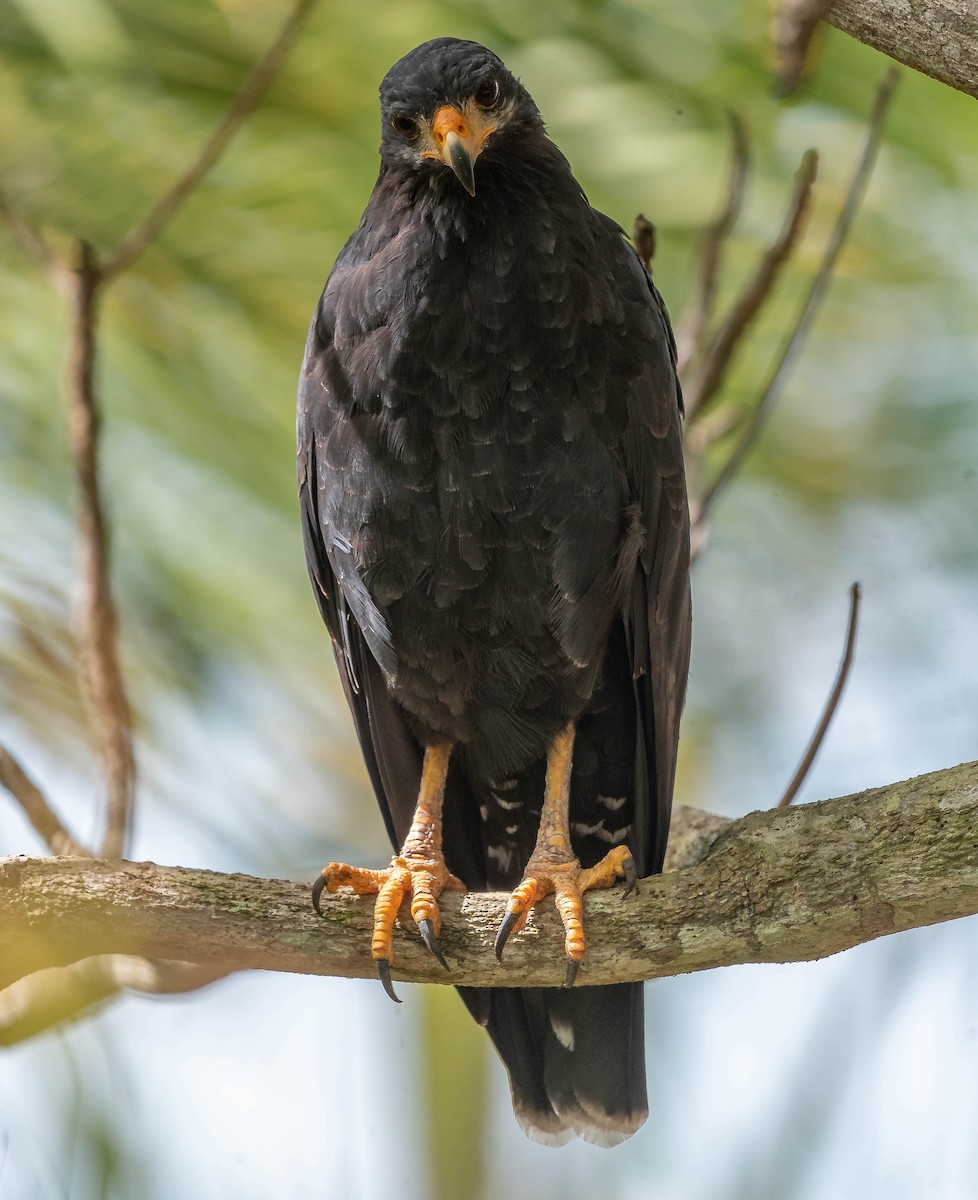 Common Black Hawk - ML645610909