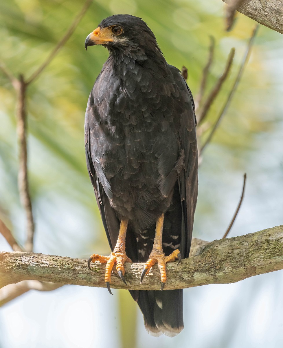 Common Black Hawk - ML645610910