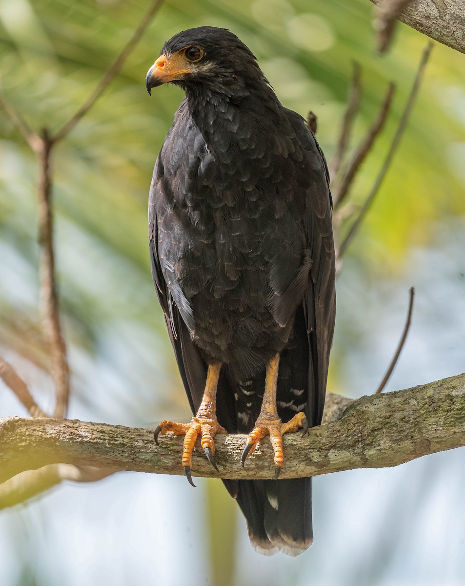 Common Black Hawk - ML645610911