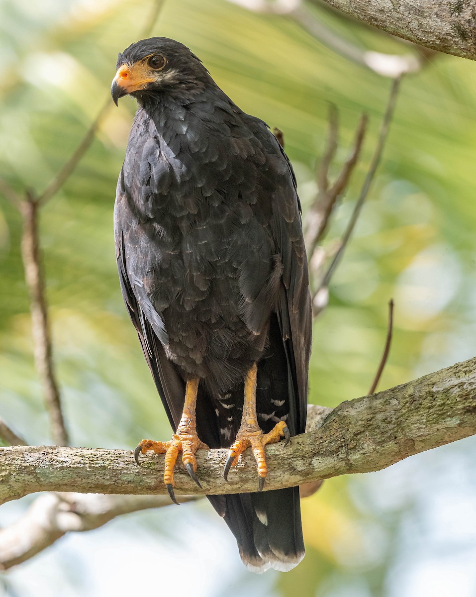 Common Black Hawk - ML645610912