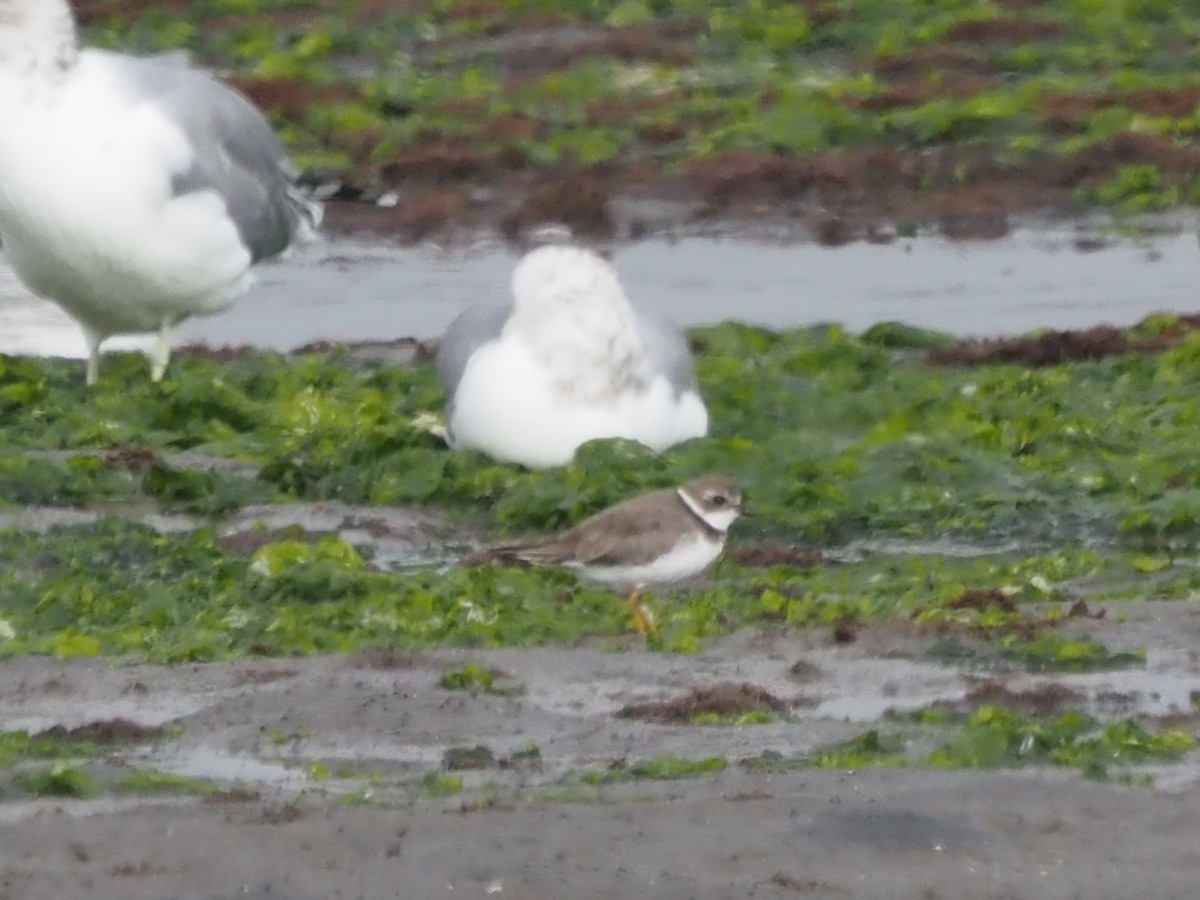 חופמי אמריקני - ML645610913