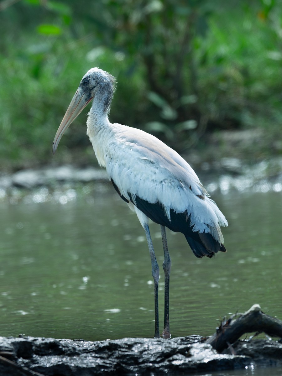 Wood Stork - ML645610914