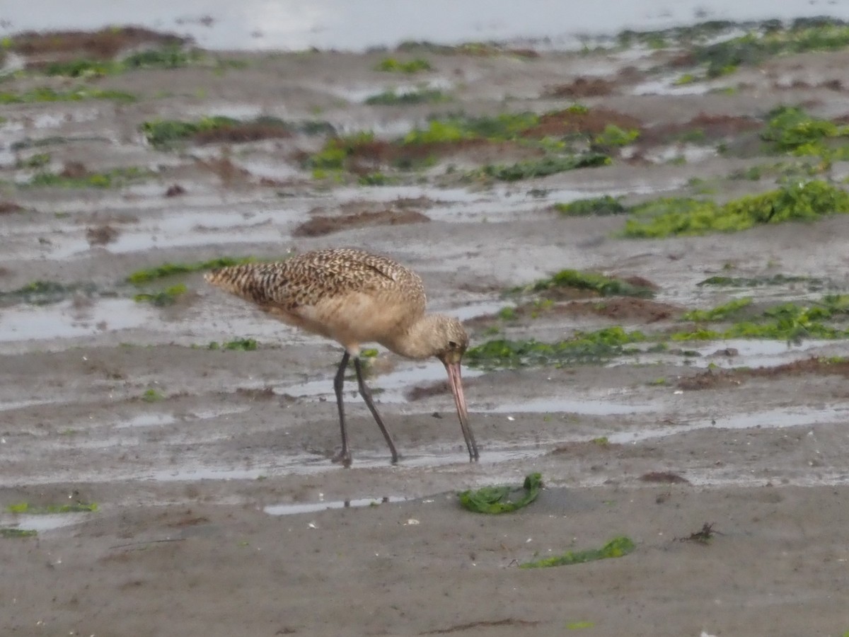 Marbled Godwit - ML645610915