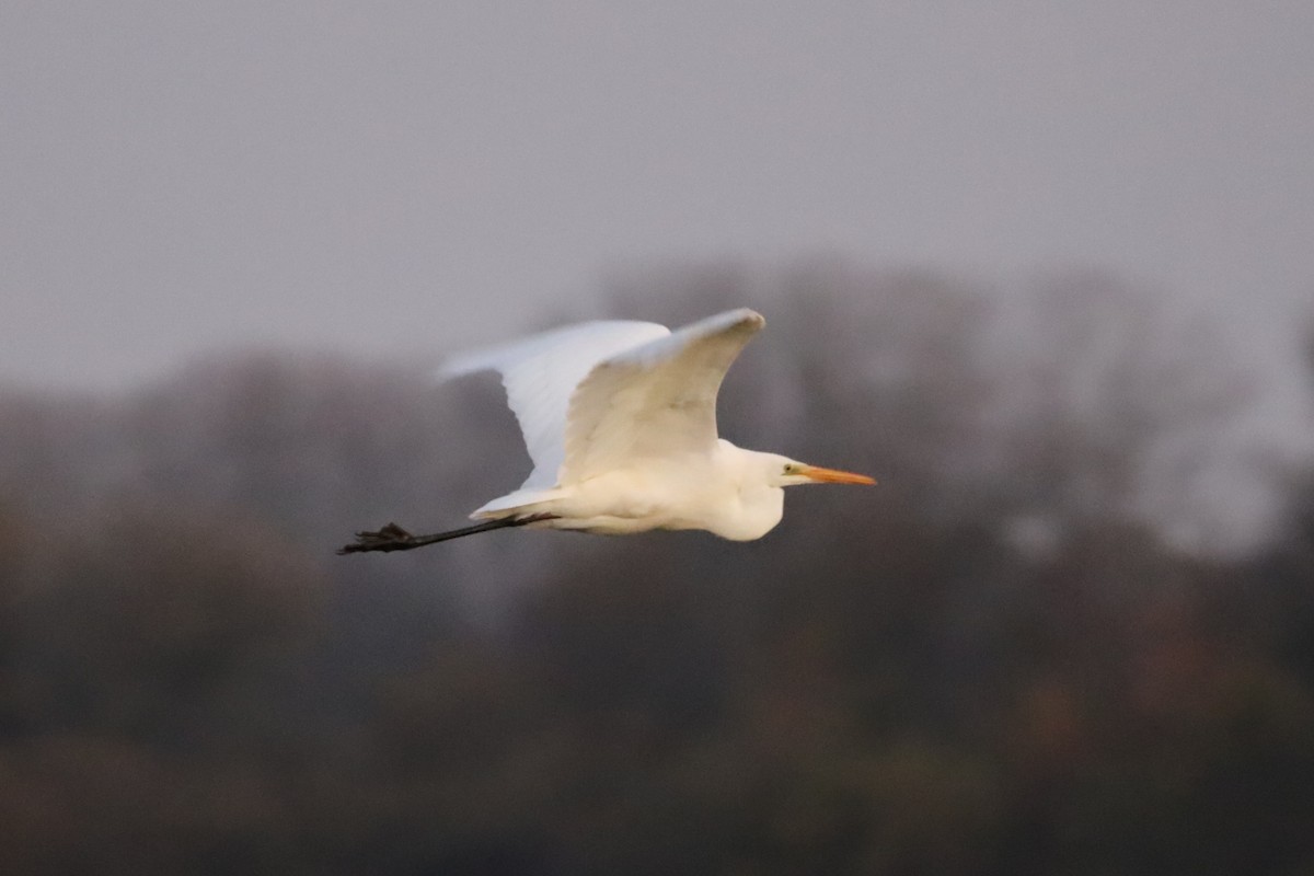 לבנית גדולה - ML645610920