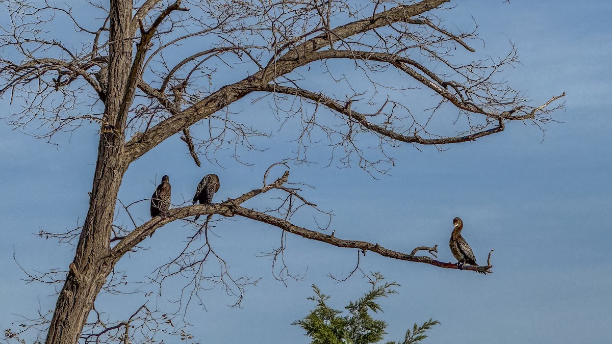 קורמורן גמדי - ML645610921