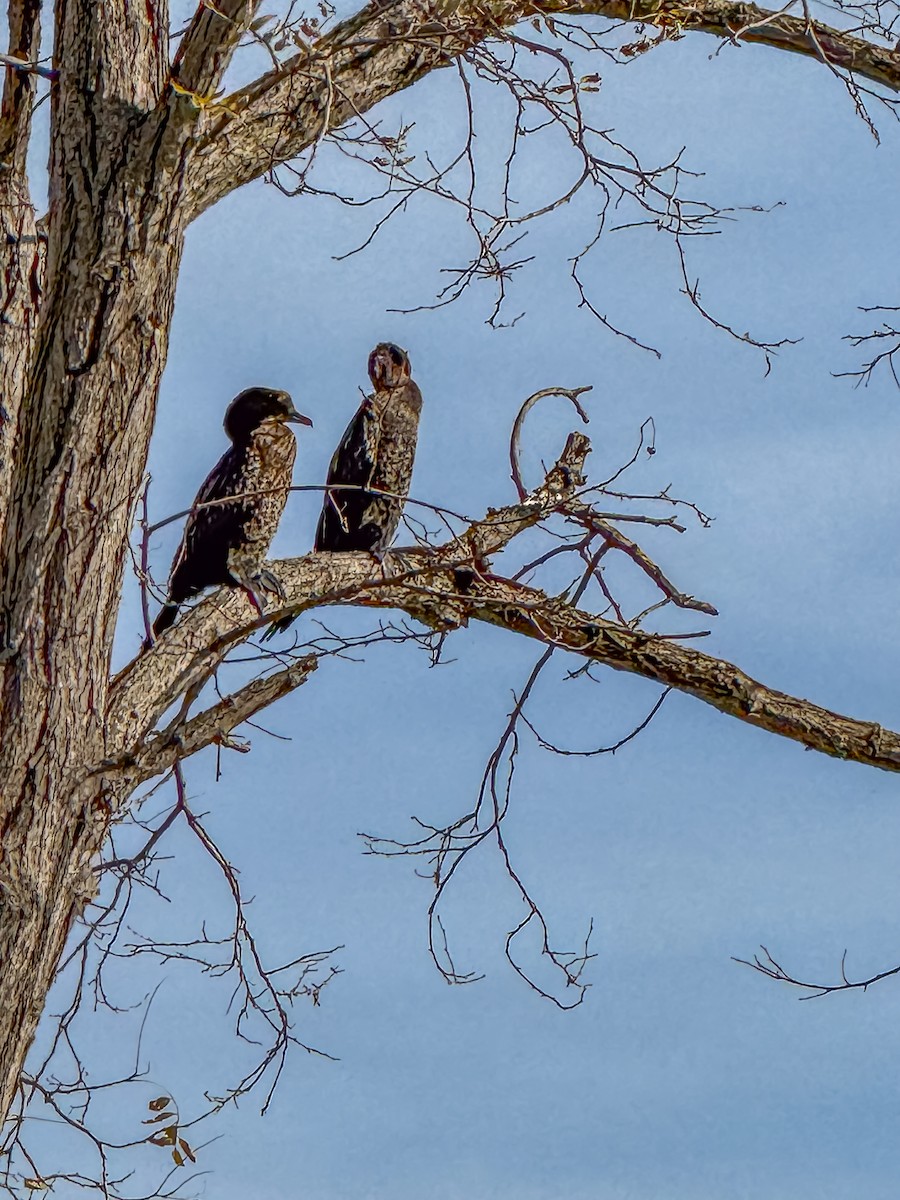 קורמורן גמדי - ML645610922