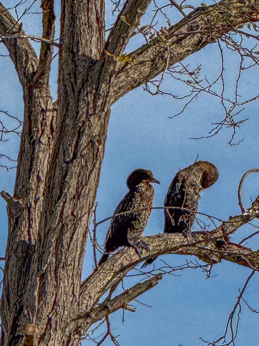 קורמורן גמדי - ML645610923