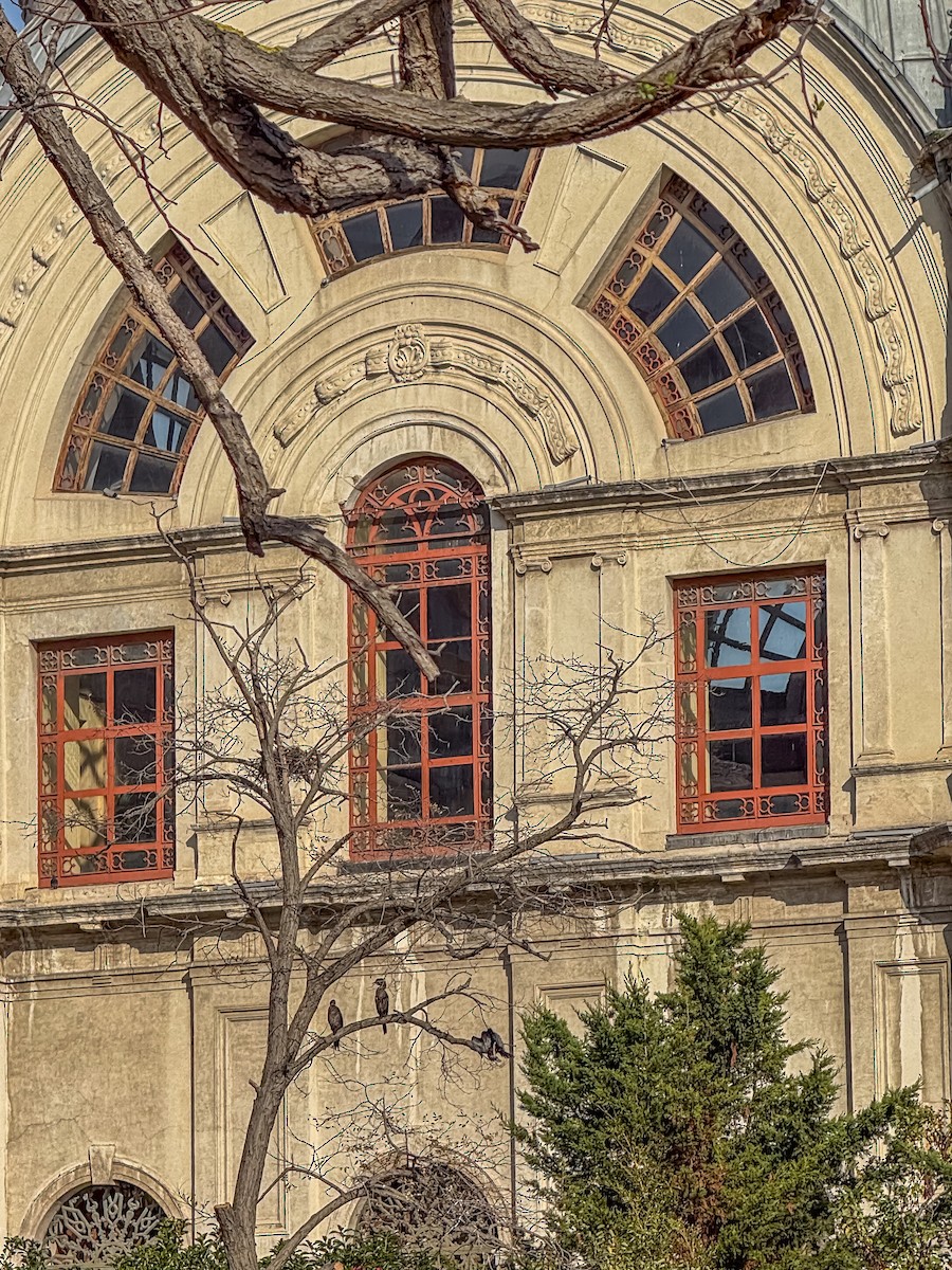 קורמורן גמדי - ML645610924