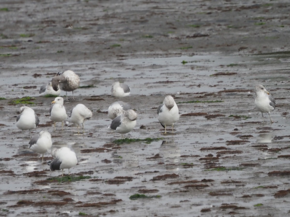 California Gull - ML645610925
