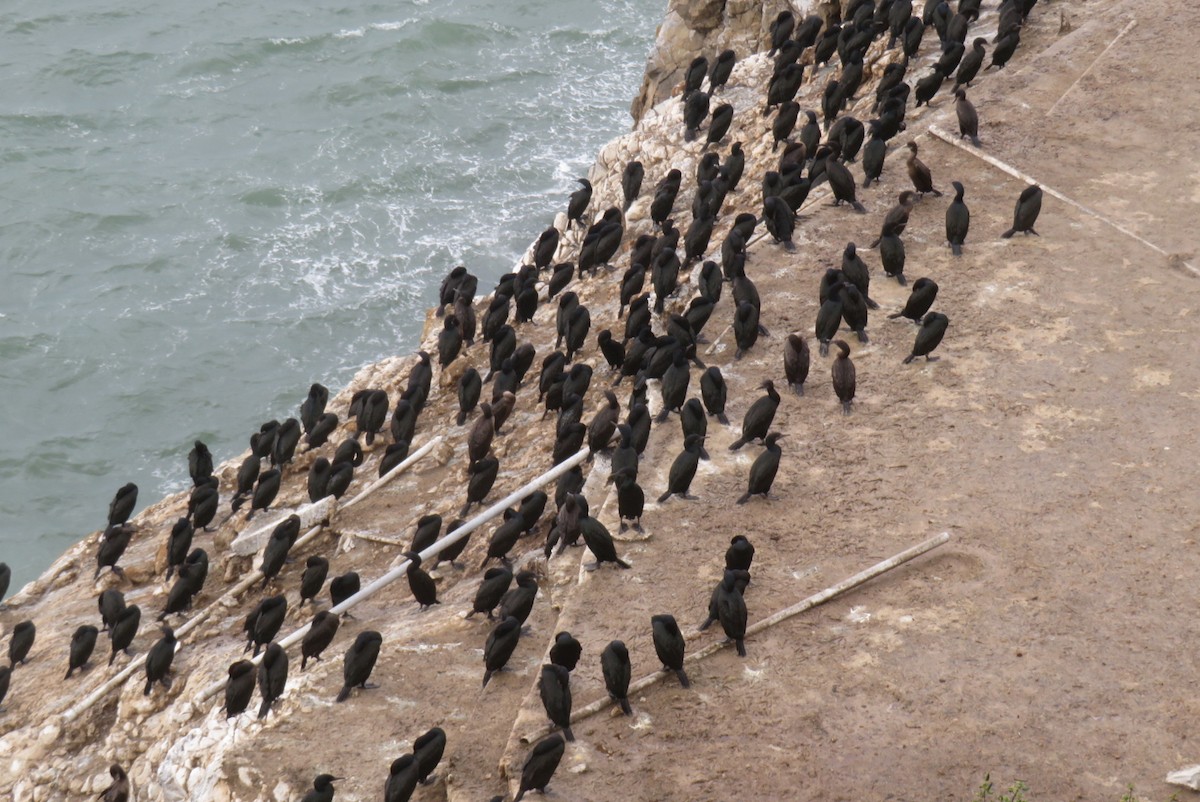 Brandt's Cormorant - ML645610926