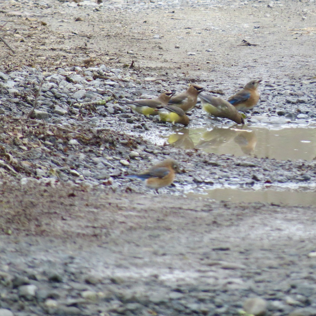 ציצנית אמריקנית - ML645610928