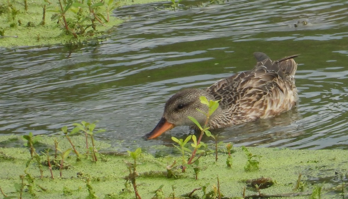 ברווז אפור - ML645610933