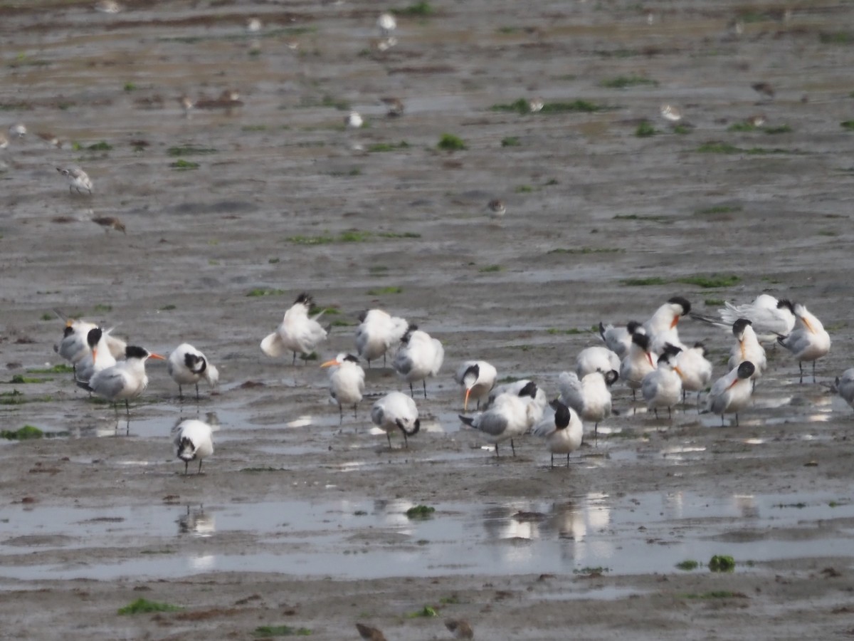 Elegant Tern - ML645610935