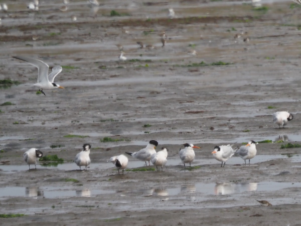 Elegant Tern - ML645610936