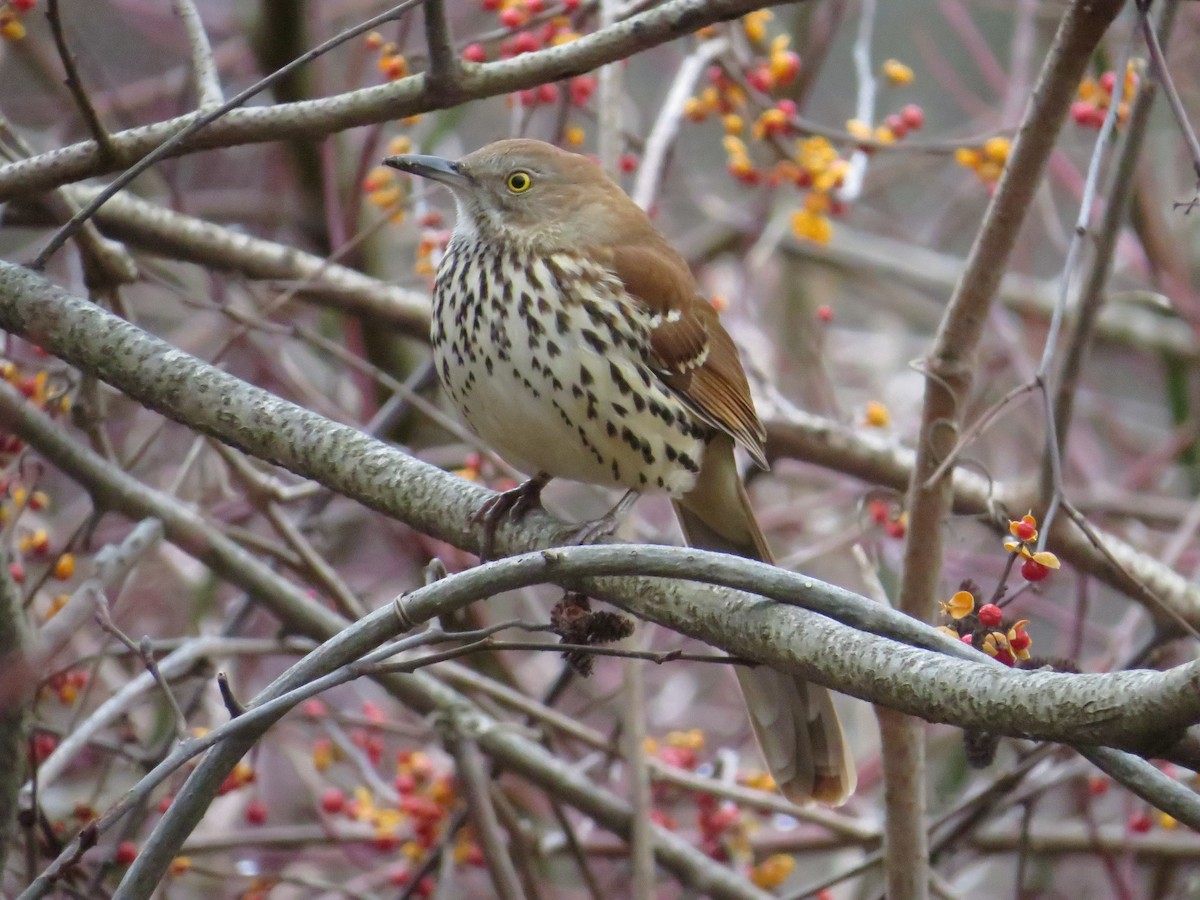 Brown Thrasher - ML645610940