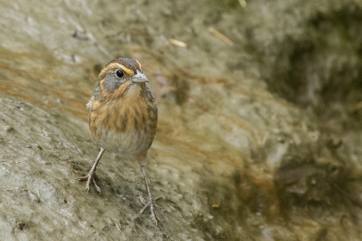 Nelson's Sparrow - ML645610941