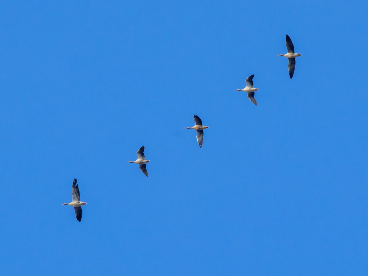 Graylag Goose (European) - ML645610942