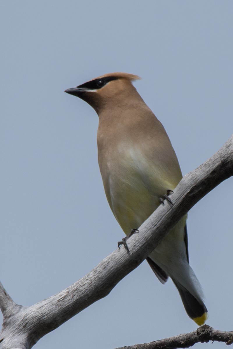 Cedar Waxwing - ML645610943