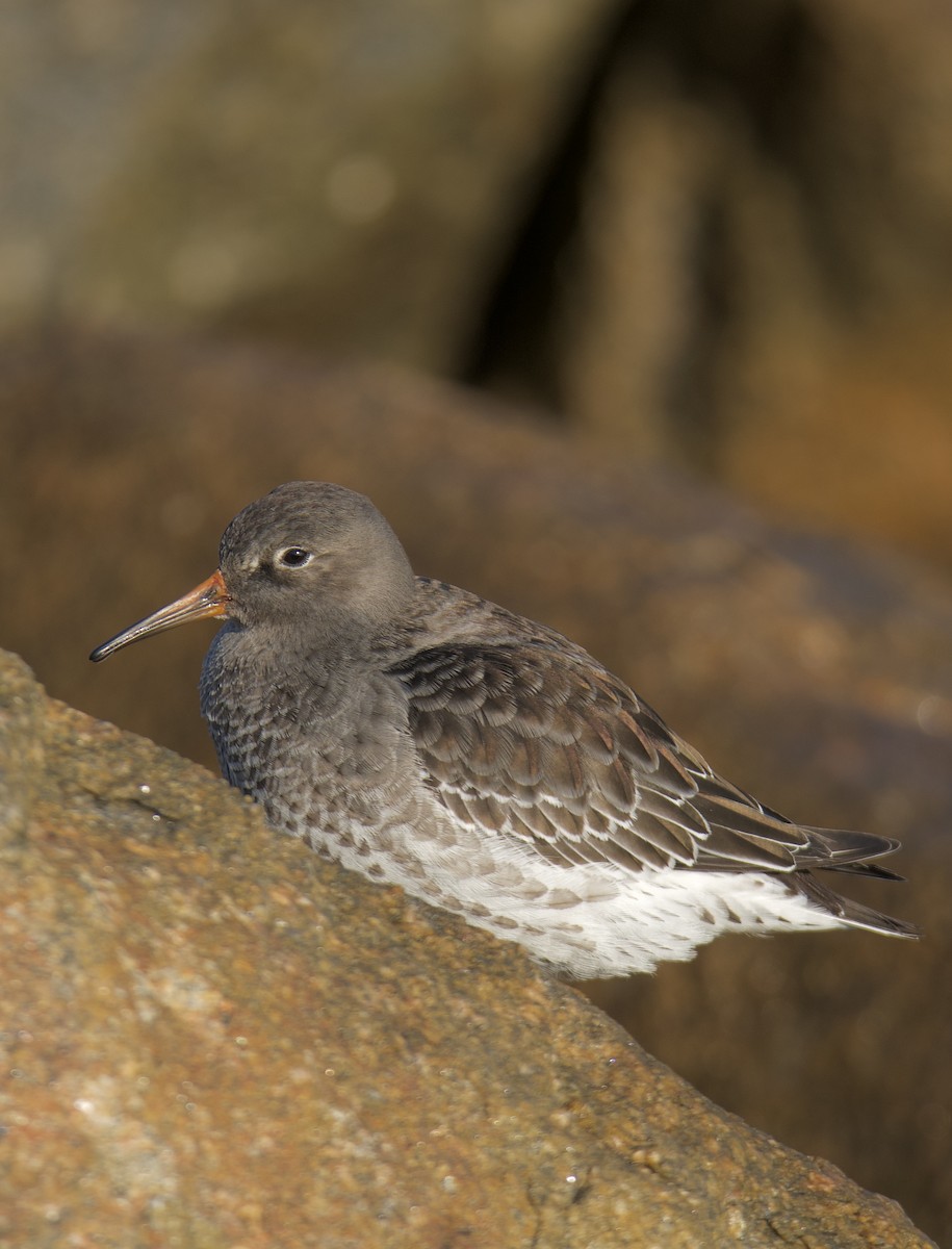 Purple Sandpiper - ML645610945