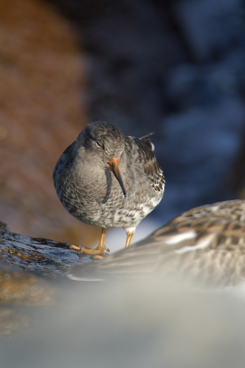 Purple Sandpiper - ML645610946